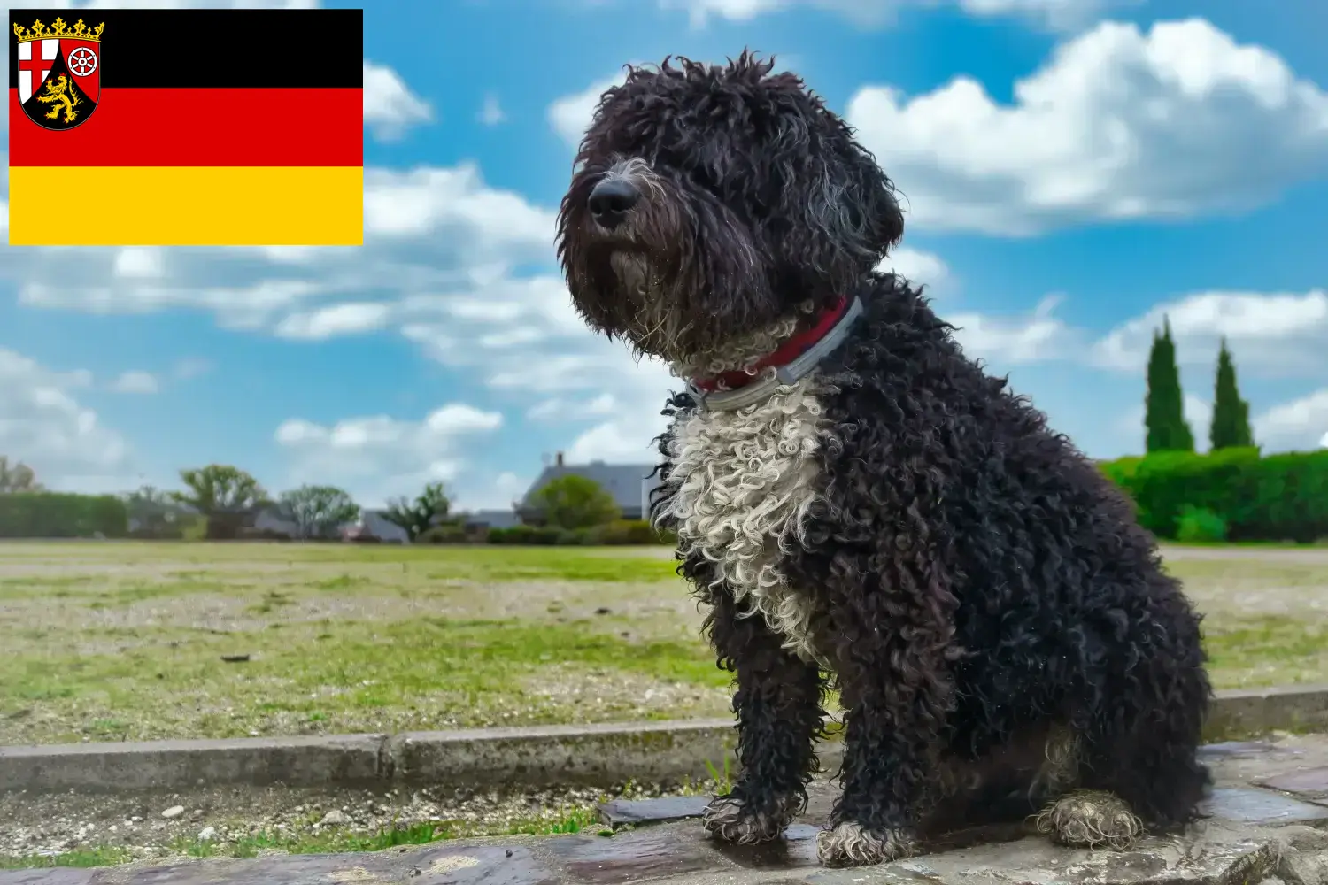 Read more about the article Criadores de Perro de Agua Español e cachorros na Renânia-Palatinado