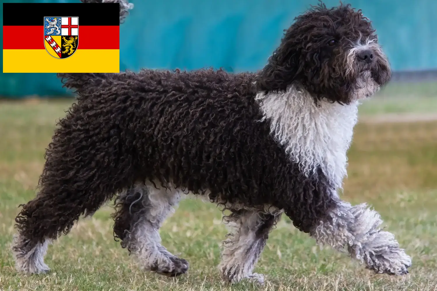 Read more about the article Criadores de Perro de Agua Español e cachorros em Saarland