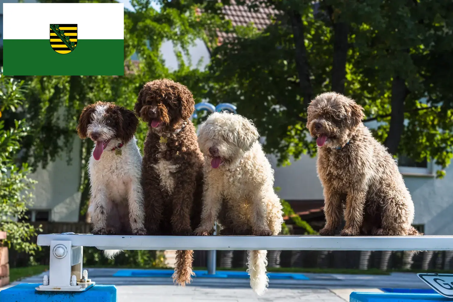 Read more about the article Criadores de Perro de Agua Español e cachorros em Saxónia