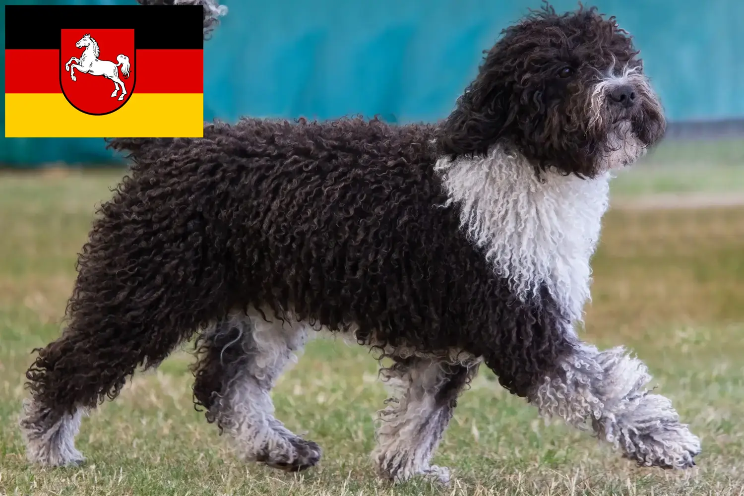 Read more about the article Criadores de Perro de Agua Español e cachorros na Baixa Saxónia