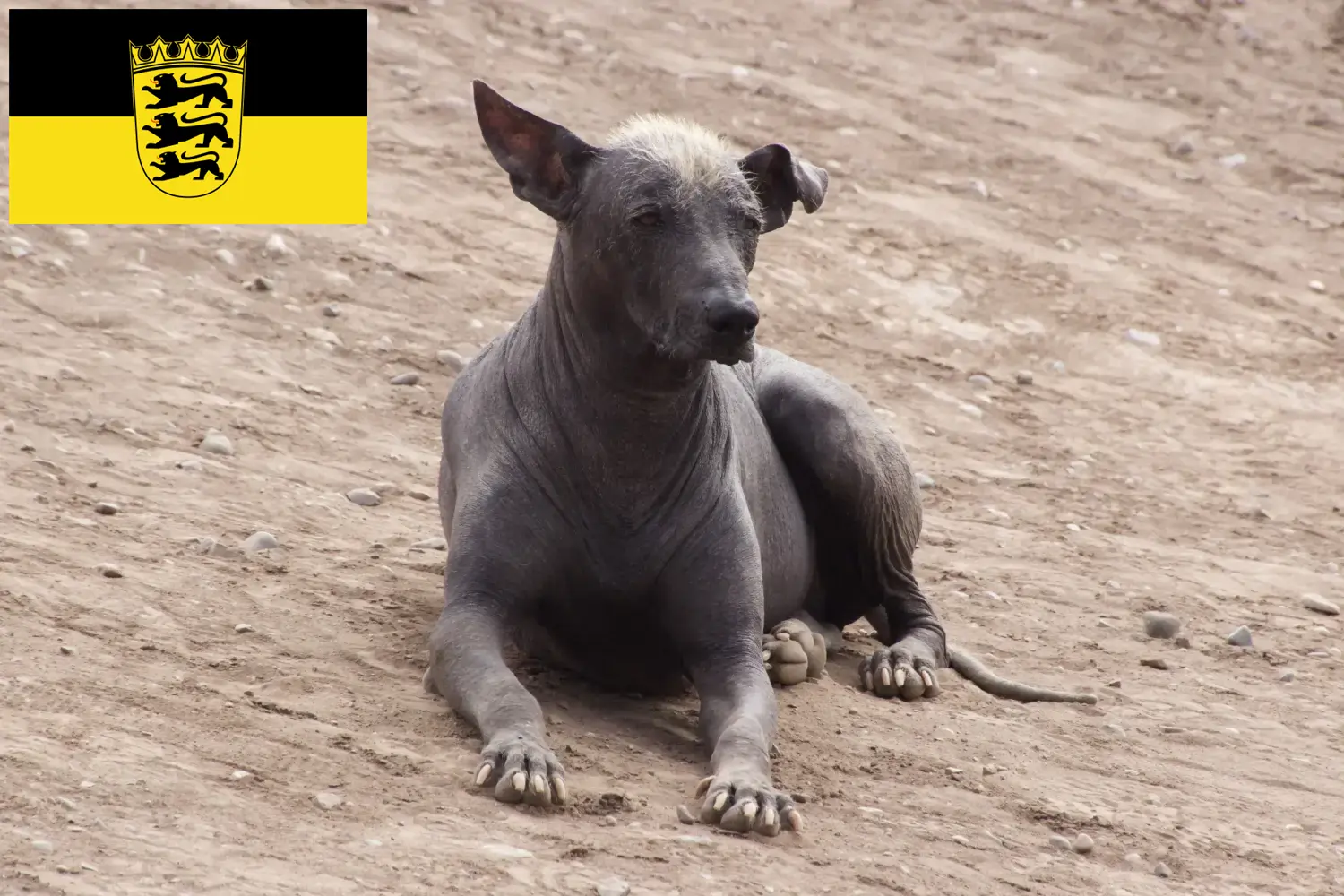 Read more about the article Criador de cães sem pelo peruanos e cachorros em Baden-Württemberg