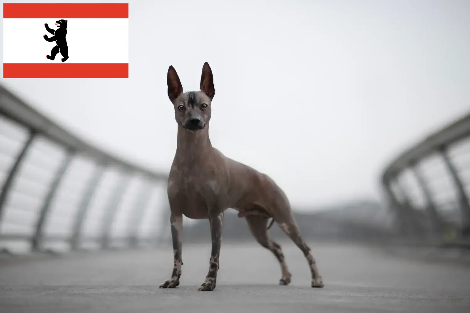 Read more about the article Criador de cães sem pelo peruanos e cachorros em Berlim