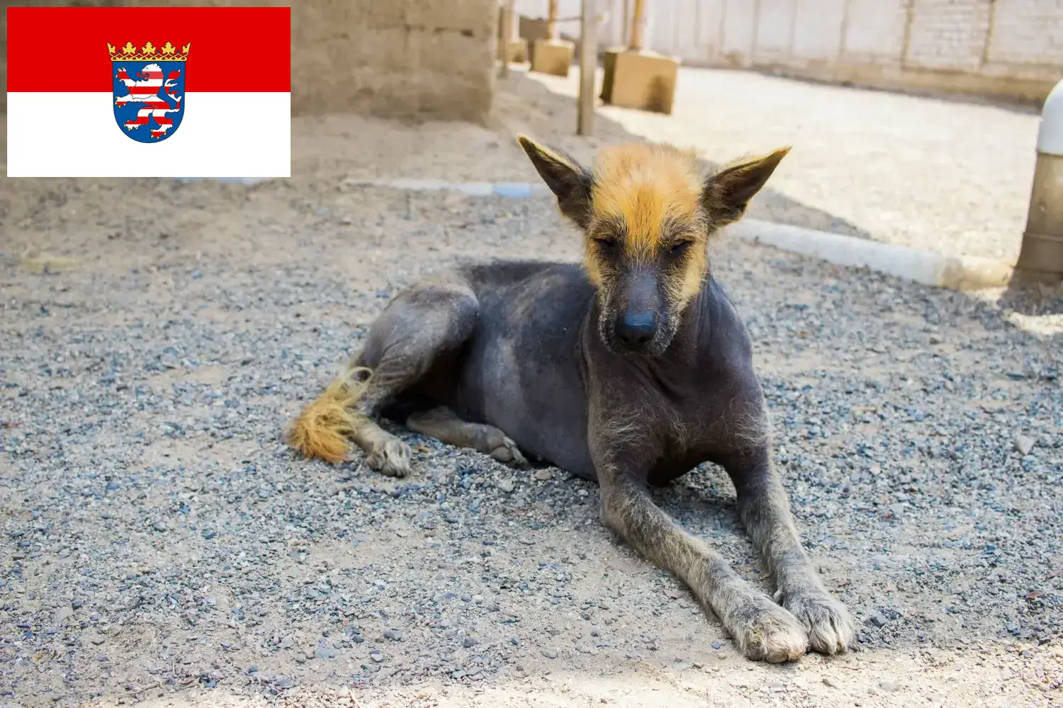 Read more about the article Criador de cães sem pelo peruanos e cachorros em Hessen