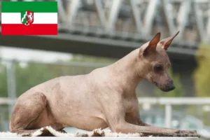 Read more about the article Criador de cães sem pelo peruanos e cachorros em Renânia do Norte-Vestefália