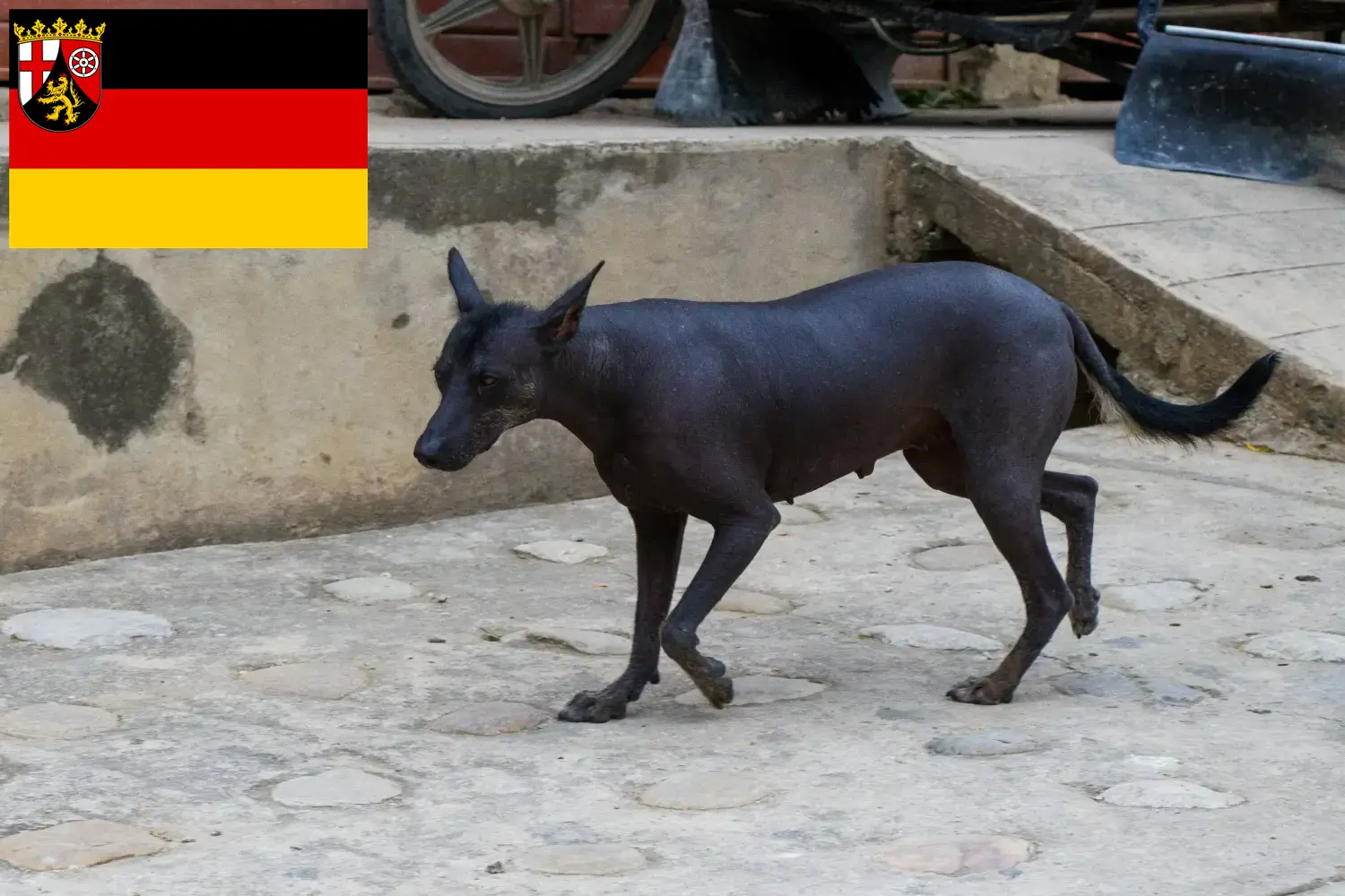 Read more about the article Criador de cães sem pelo peruanos e cachorros em Renânia-Palatinado