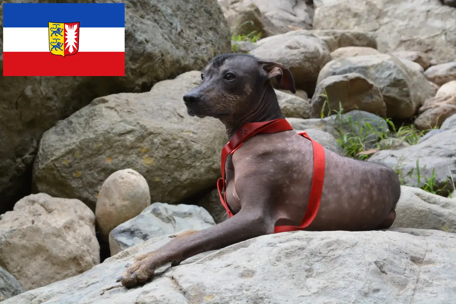 Read more about the article Criador de cães sem pelo peruanos e cachorros em Schleswig-Holstein