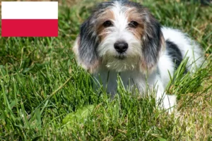 Read more about the article Criadores de Petit Basset Griffon Vendéen e cachorros na Polónia