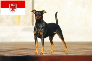 Read more about the article Criadores de Pinscher alemão e cachorros em Brandenburg