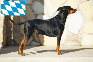 Read more about the article Criadores de Pinscher alemão e cachorros na Baviera