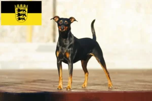 Read more about the article Criadores de Pinscher alemão e cachorros em Baden-Württemberg