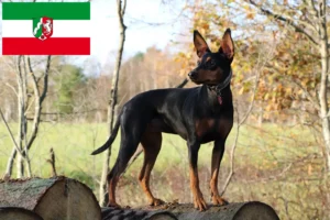 Read more about the article Criadores de Pinscher alemão e cachorros na Renânia do Norte-Vestefália