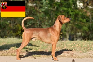 Read more about the article Criadores de Pinscher alemão e cachorros em Renânia-Palatinado