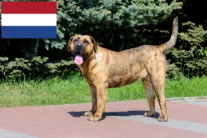 Read more about the article Presa Canario criadores e cachorros nos Países Baixos