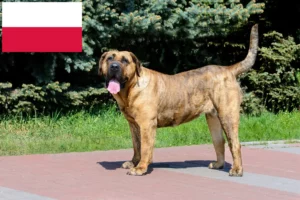 Read more about the article Presa Canario criadores e cachorros na Polónia