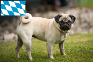 Read more about the article Criadores de pug e cachorros na Baviera