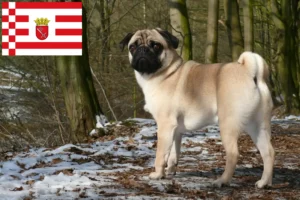 Read more about the article Criador de pug e cachorros em Bremen