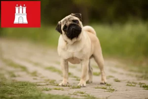 Read more about the article Criadores de pug e cachorros em Hamburgo