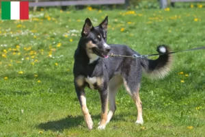 Read more about the article Criador de cães de rena da Lapónia e cachorros em Itália