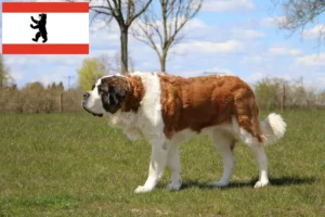 Read more about the article Criadores de São Bernardo e cachorros em Berlim