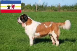 Read more about the article Criadores de São Bernardo e cachorros em Mecklenburg-Vorpommern