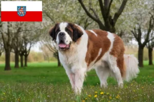 Read more about the article Criadores de São Bernardo e cachorros em Thuringia