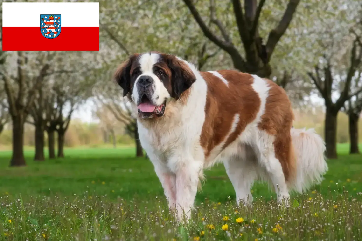 Read more about the article Criadores de São Bernardo e cachorros em Thuringia