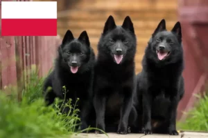 Read more about the article Criadores de Schipperke e cachorros na Polónia