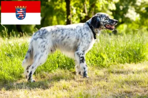 Read more about the article Criadores de Setter inglês e cachorros em Hessen