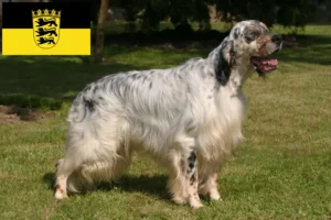 Read more about the article Criadores de Setter inglês e cachorros em Baden-Württemberg