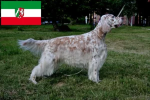 Read more about the article Criadores de Setter inglês e cachorros na Renânia do Norte-Vestefália