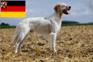 Read more about the article Criadores de Setter inglês e cachorros em Renânia-Palatinado