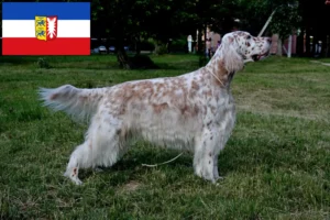 Read more about the article Criadores de Setter inglês e cachorros em Schleswig-Holstein