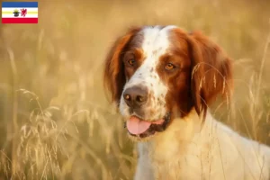 Read more about the article Criadores e cachorros de Setter irlandês vermelho e branco em Mecklenburg-Vorpommern