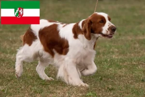 Read more about the article Criadores e cachorros de Setter irlandês vermelho e branco na Renânia do Norte-Vestefália