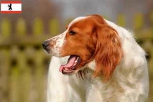 Read more about the article Setter vermelho e branco irlandês criadores e cachorros em Berlim