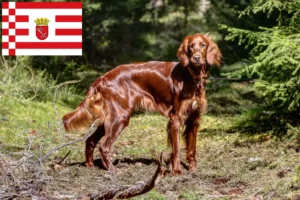 Read more about the article Setter vermelho irlandês criador e cachorros em Bremen