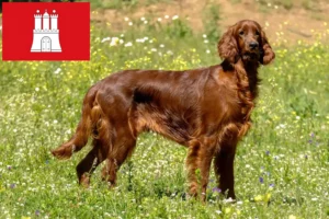 Read more about the article Criadores de Setter Vermelho Irlandês e cachorros em Hamburgo