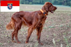 Read more about the article Criadores de Setter Vermelho Irlandês e cachorros em Hessen