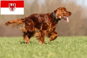 Read more about the article Criadores de Setter Vermelho Irlandês e cachorros em Brandenburg