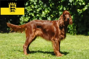 Read more about the article Criadores de Setter Vermelho Irlandês e cachorros em Baden-Württemberg