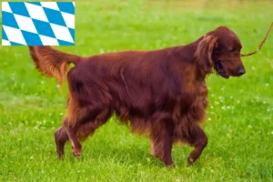 Read more about the article Criadores de Setter Vermelho Irlandês e cachorros em Bavaria