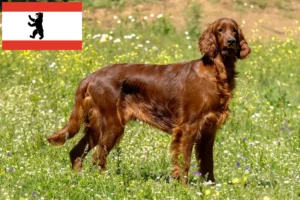 Read more about the article Criadores de Setter Vermelho Irlandês e cachorros em Berlim