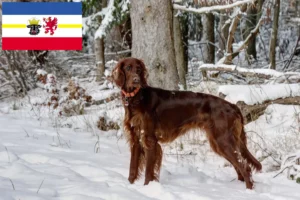 Read more about the article Criadores de Setter Vermelho Irlandês e cachorros em Mecklenburg-Vorpommern