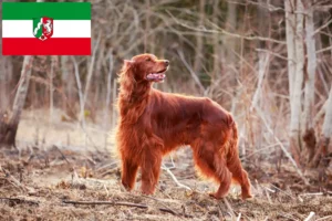 Read more about the article Criadores de Setter Vermelho Irlandês e cachorros na Renânia do Norte-Vestefália