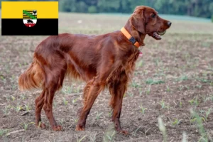 Read more about the article Criadores de Setter Vermelho Irlandês e cachorros em Saxónia-Anhalt