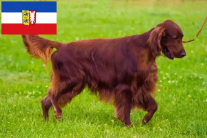 Read more about the article Criadores de Setter Vermelho Irlandês e cachorros em Schleswig-Holstein