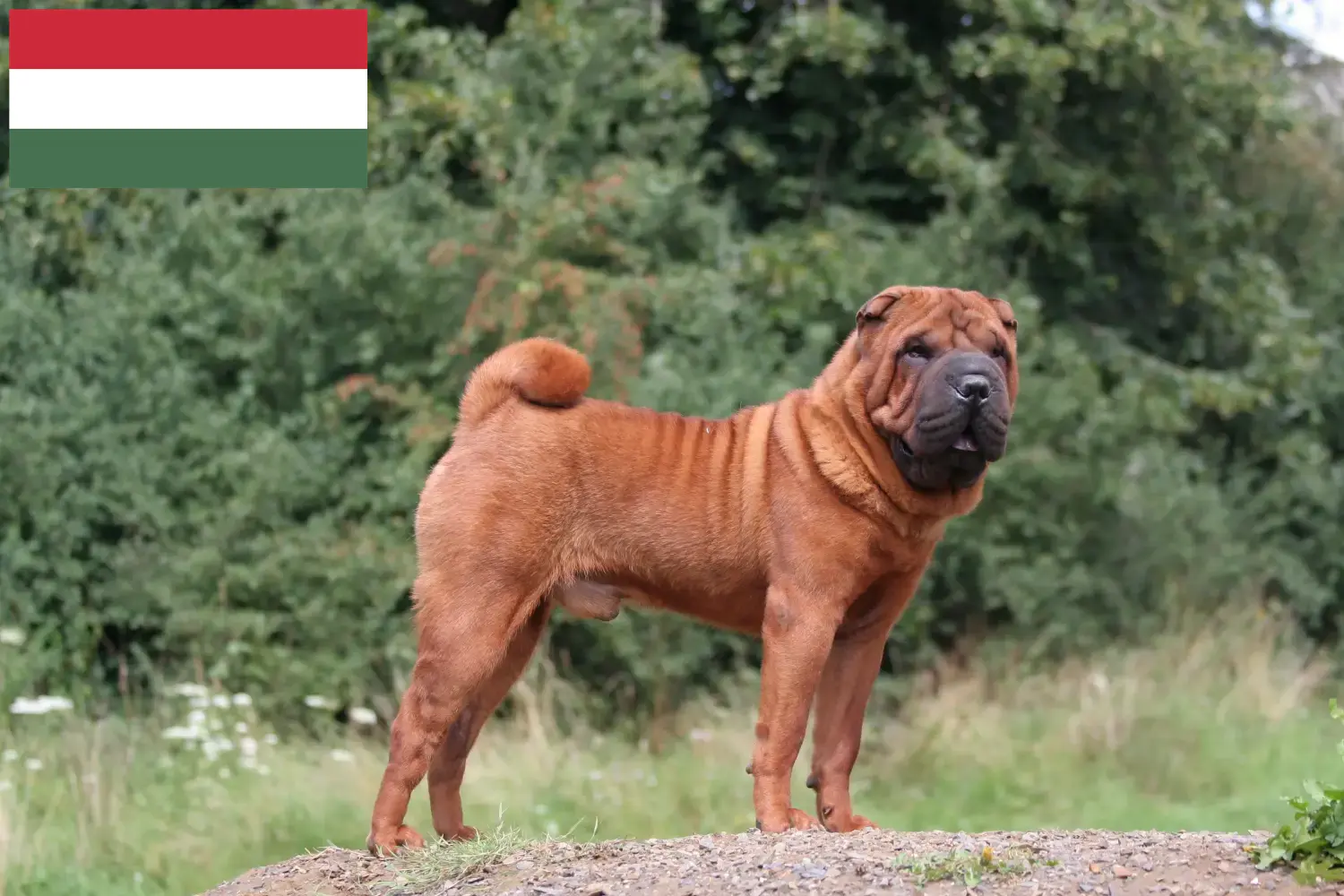 Read more about the article Criadores de Shar-Pei e cachorros na Hungria