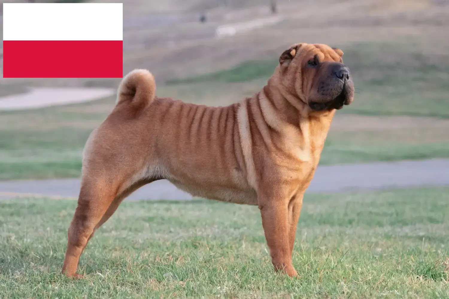 Read more about the article Criadores de Shar-Pei e cachorros na Polónia