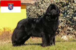 Read more about the article Criadores de Terra Nova e cachorros em Hessen