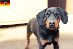 Read more about the article Criadores de Terrier de Caça Alemão e cachorros em Saarland